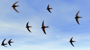 birds